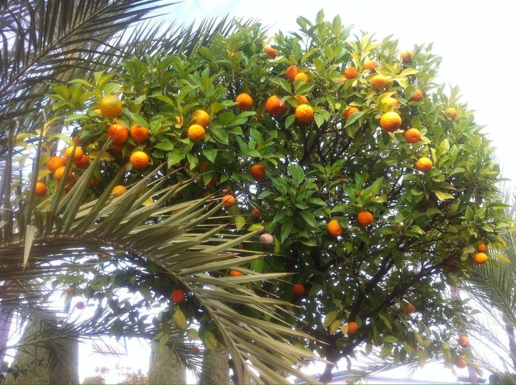 Dominion Apartments Estepona Buitenkant foto
